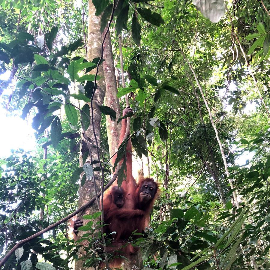 Thomas' Retreat Bukit Lawang Hotel Екстериор снимка